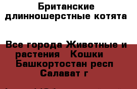 Британские длинношерстные котята - Все города Животные и растения » Кошки   . Башкортостан респ.,Салават г.